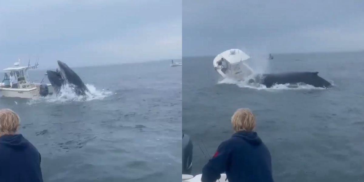 Baleia-jubarte pula em barco e joga pescadores de New Hampshire e vídeo viraliza