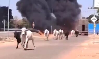 Vídeo tenso: Bois que seriam abatidos fogem depois de caminhão pegar fogo
