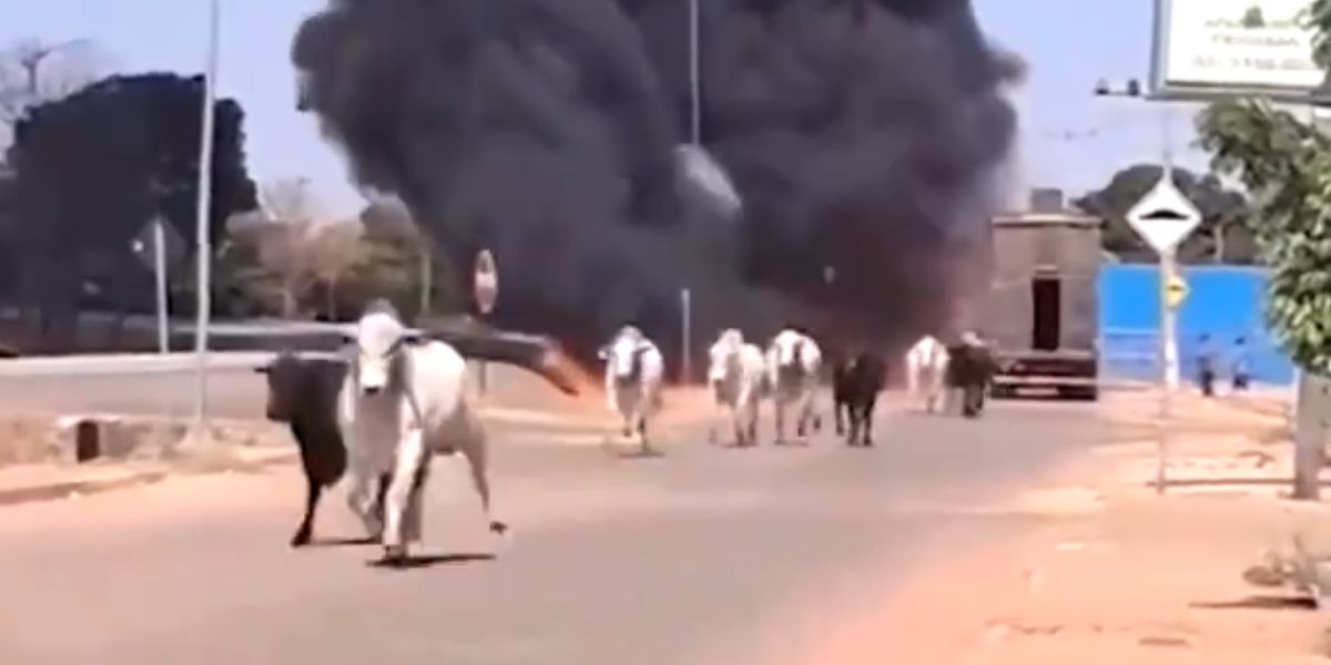 Vídeo tenso: Bois que seriam abatidos fogem depois de caminhão pegar fogo