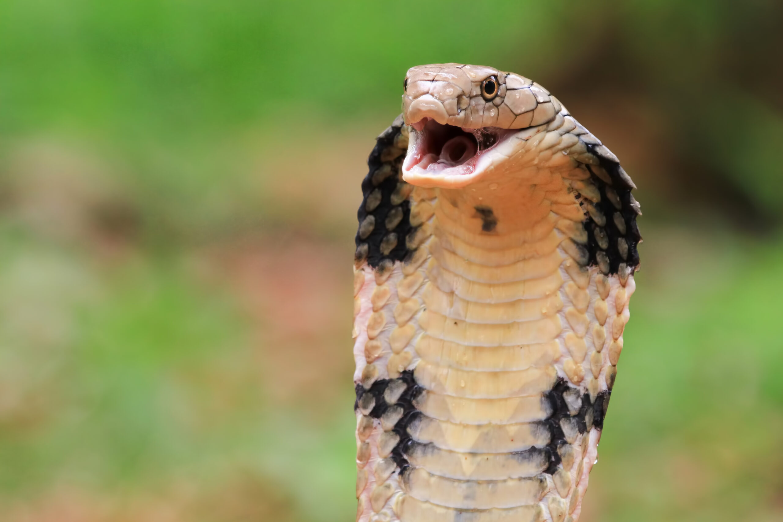 Vídeo: Homem é preso na China com mais de 100 cobras na calça 