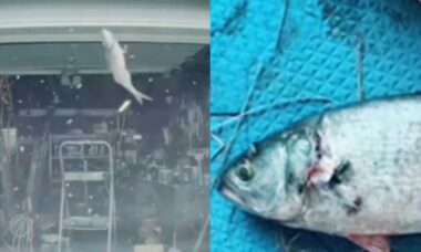 Vídeo: Peixe cai do céu e quebra vidro de Tesla em Nova Jersey
