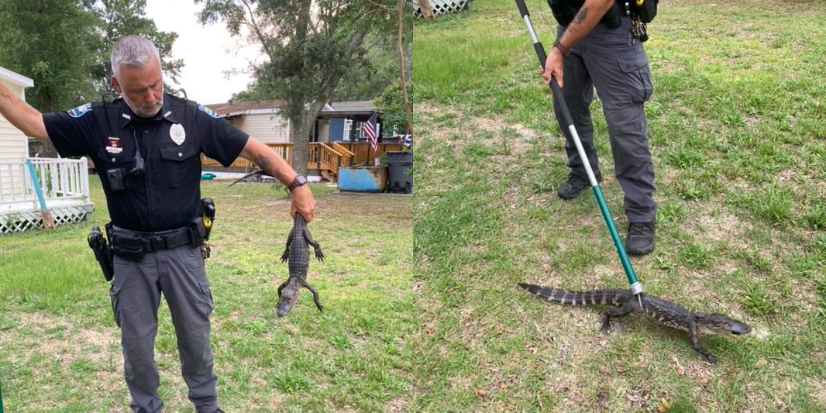 La police de Caroline du Nord met en garde contre l'infestation de nids de crocodiles