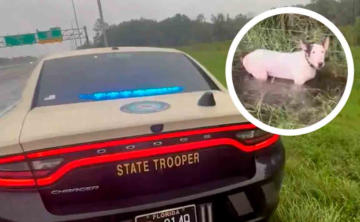 Vídeo emocionante: Policial resgata cachorro amarrado a poste na Flórida antes da chegada do Furacão Milton. X @FHPTampa