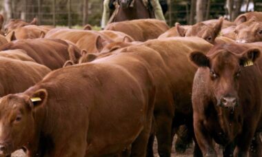 vacas argentinas