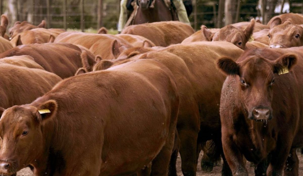 vacas argentinas