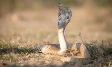 Luta selvagem na pista: Mangustos atacam cobra em aeroporto, e o vídeo viraliza! Foto: Pexels