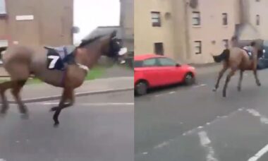 horse escapes