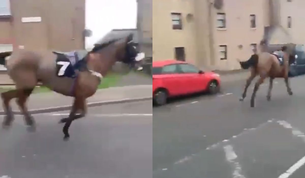 horse escapes