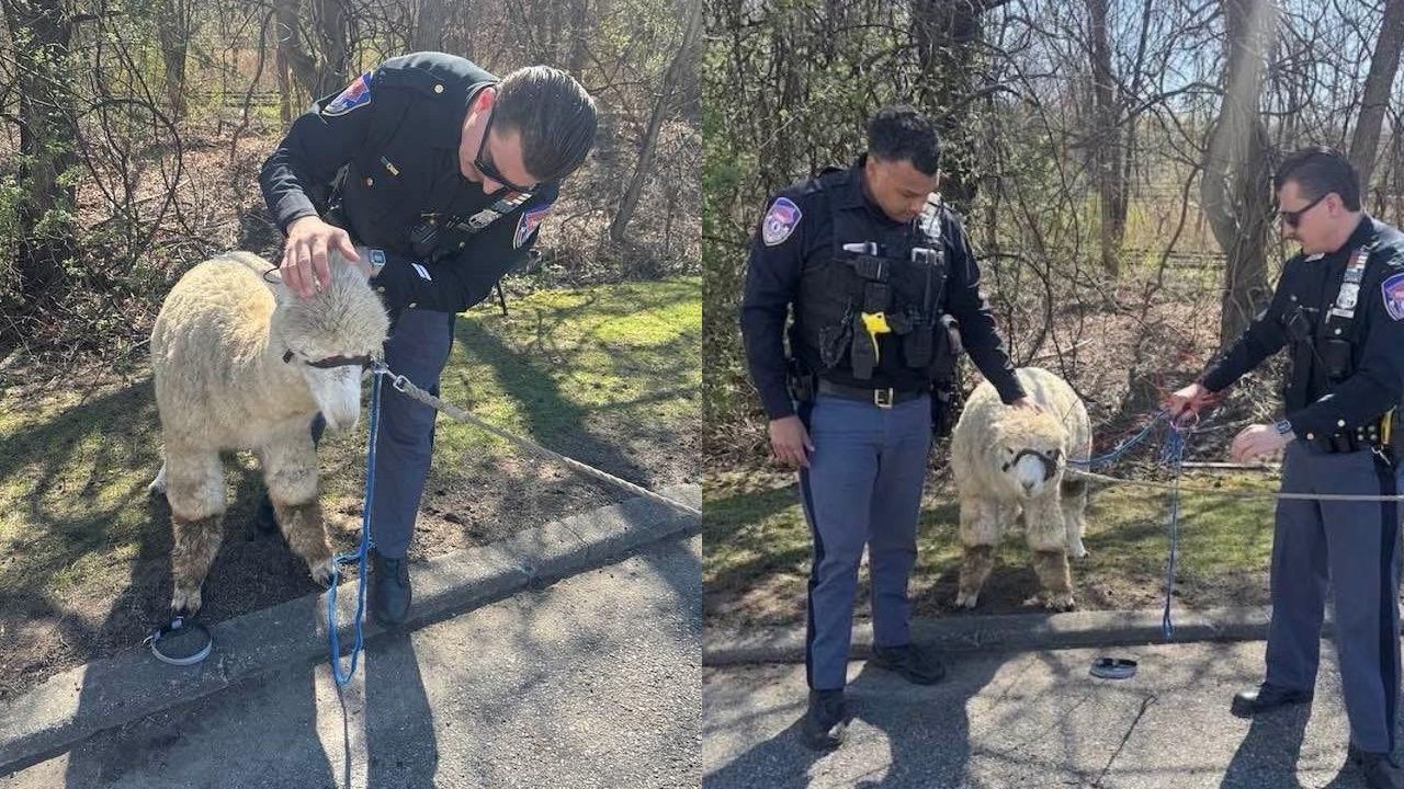 Policiais capturam alpaca em Nova York durante fuga inusitada