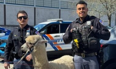 Policiais capturam alpaca em Nova York durante fuga inusitada