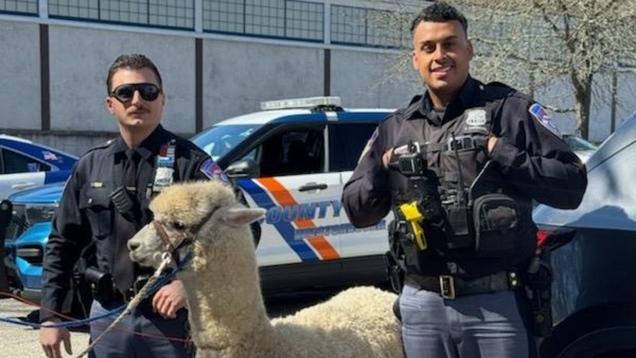 Policiais capturam alpaca em Nova York durante fuga inusitada