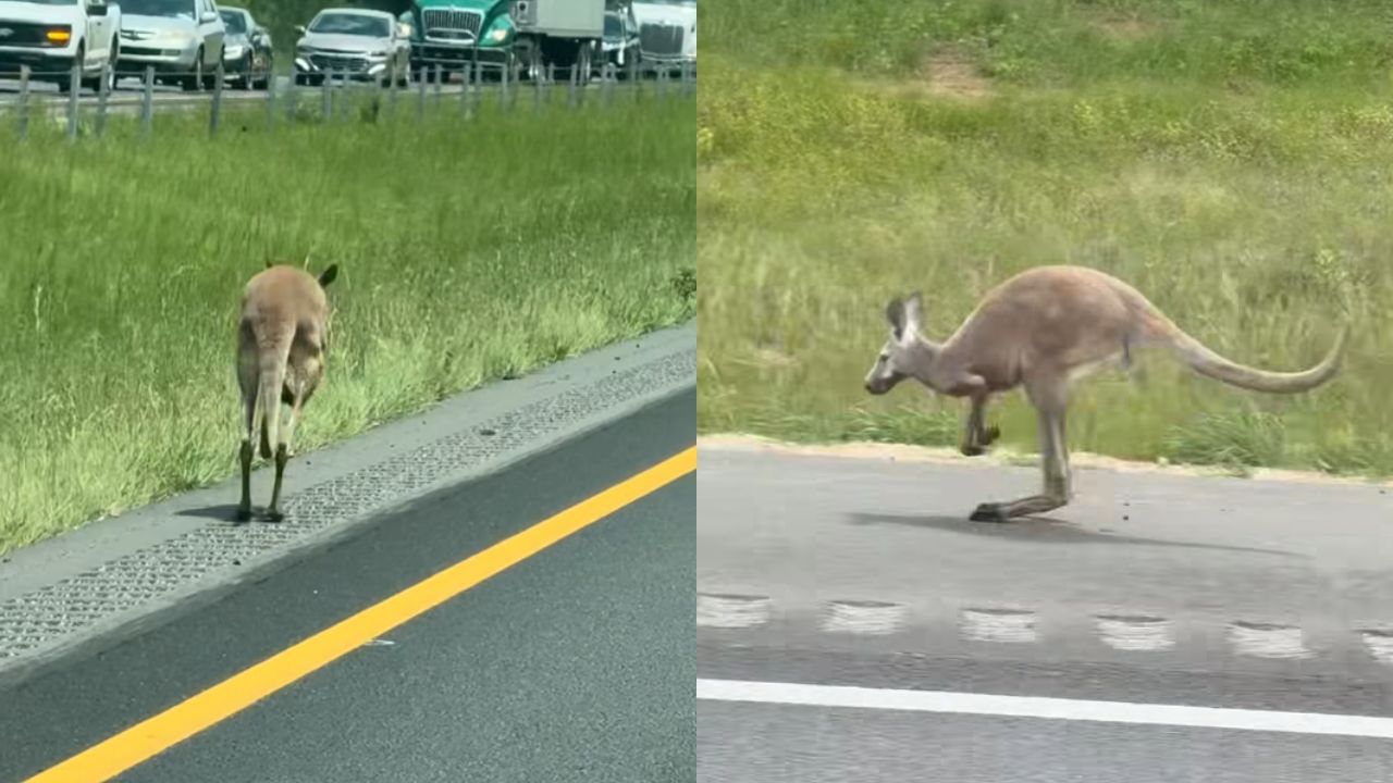 Um canguru é flagrado fugindo de policiais após causar acidente em rodovia no Alabama