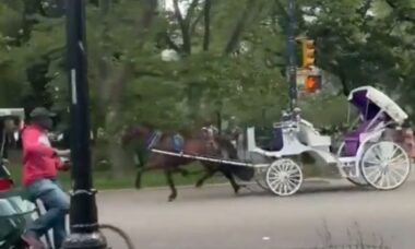 Cavalo viraliza após correr sem condutor no Central Park