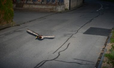 Pato é “multado” na Suíça por voar a 52 km/h