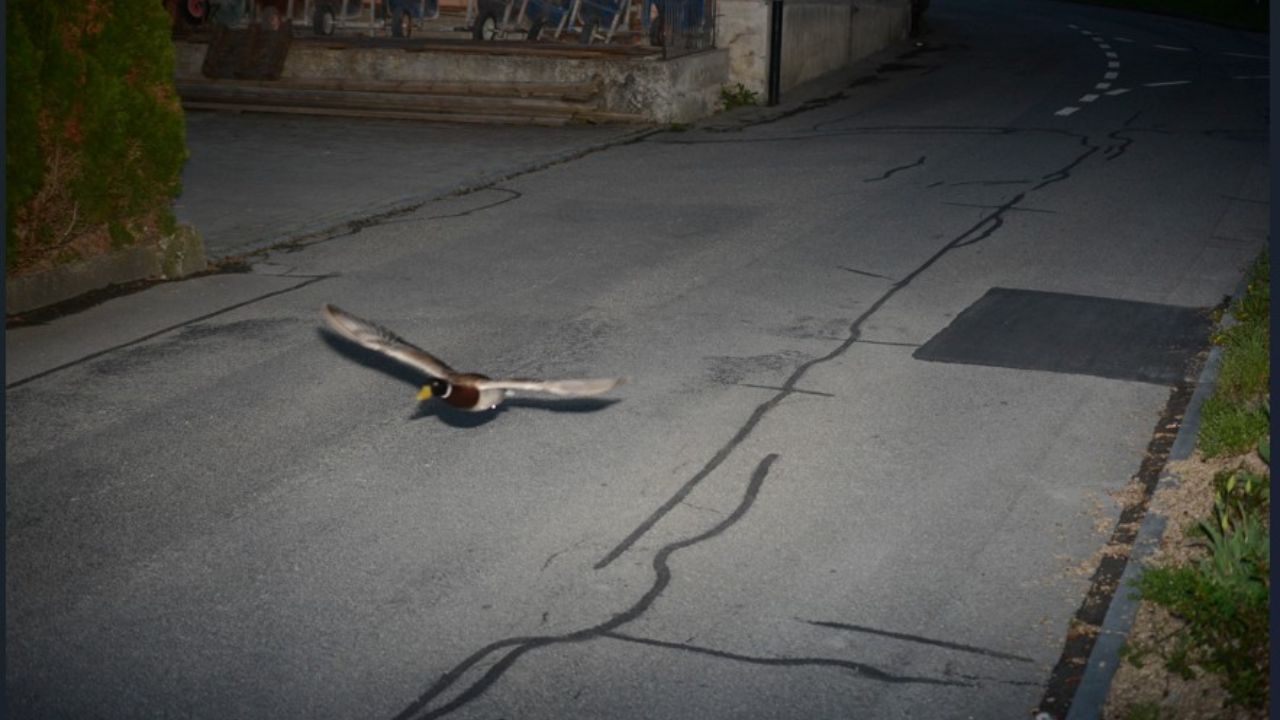 Pato é “multado” na Suíça por voar a 52 km/h