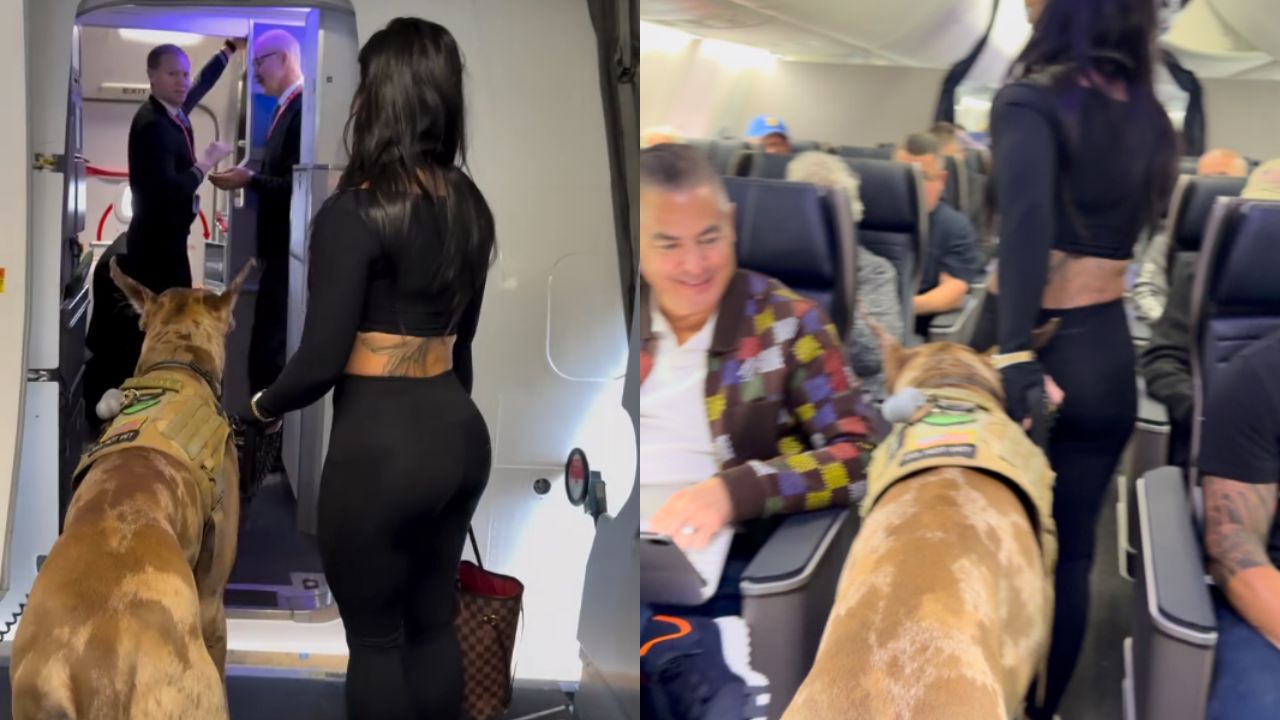 Influenciadora leva cão de serviço de 55 kg para voo e deixa seguidores indignados