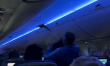 Imagens caóticas mostram pombo dentro de cabine de avião da Delta Air Lines