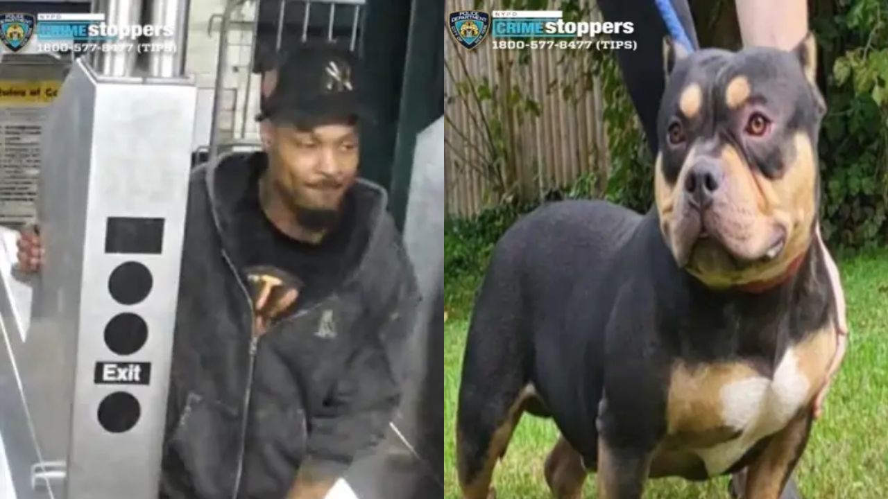 Man steelt hond van passagier die sliep in de metro van New York