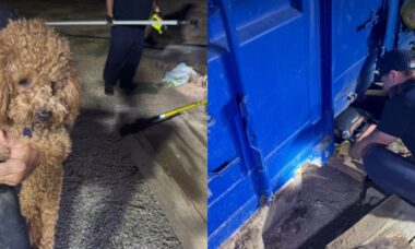 Bombeiros da Califórnia resgatam cachorro que ficou preso embaixo de contêiner