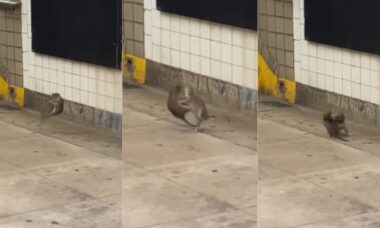 Ratos são flagradas brigando em plataforma do metrô de Nova York em vídeo viral