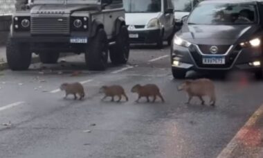 Bando de 10 capivaras atravessa trânsito em fila em vídeo impressionante