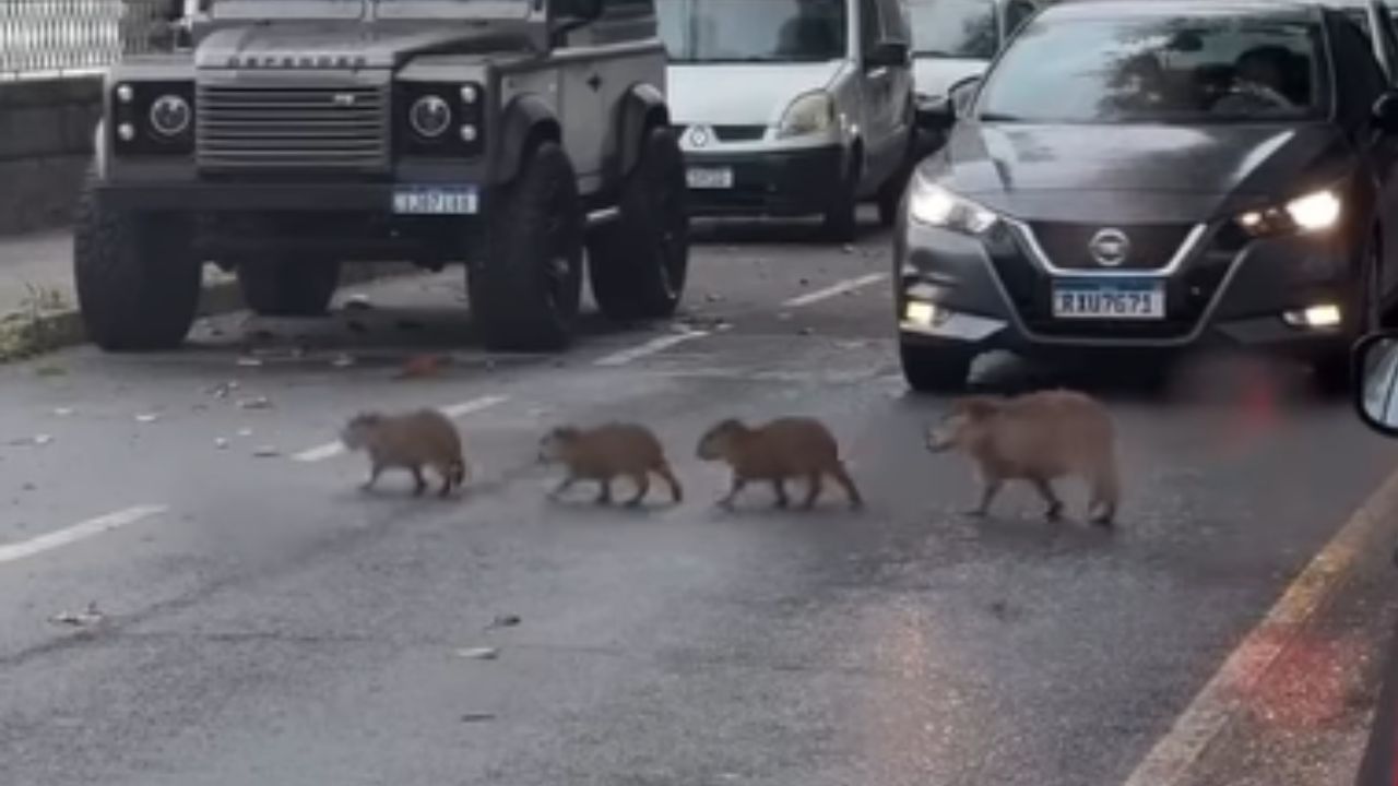 Grupa 10 kapibar przechodzi przez ruch uliczny w imponującym wideo