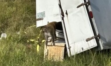 Macacos infectados com COVID e DSTs estão à solta no Mississippi após cair de caminhão de transporte