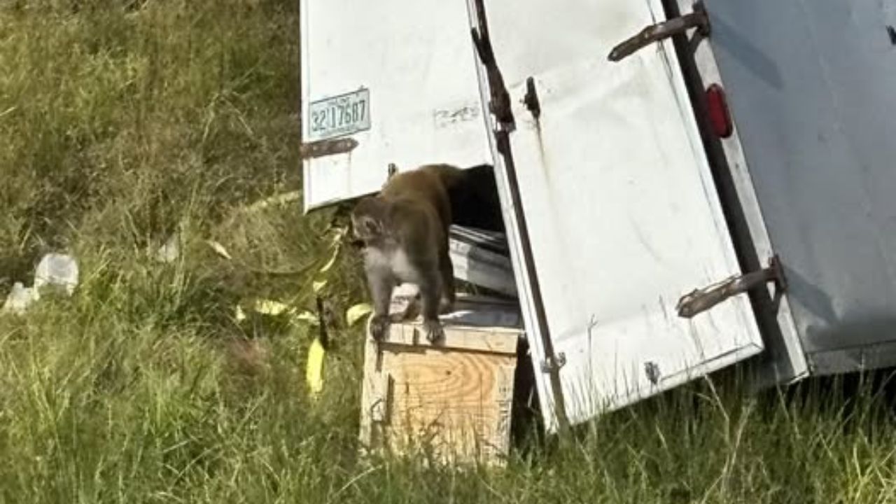 Monkeys infected with COVID and STDs are on the loose in Mississippi after falling from a transport truck