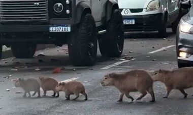 Trânsito parado por uma boa causa: capivaras atravessam avenida em fila e viralizam. X @ZAMENZA