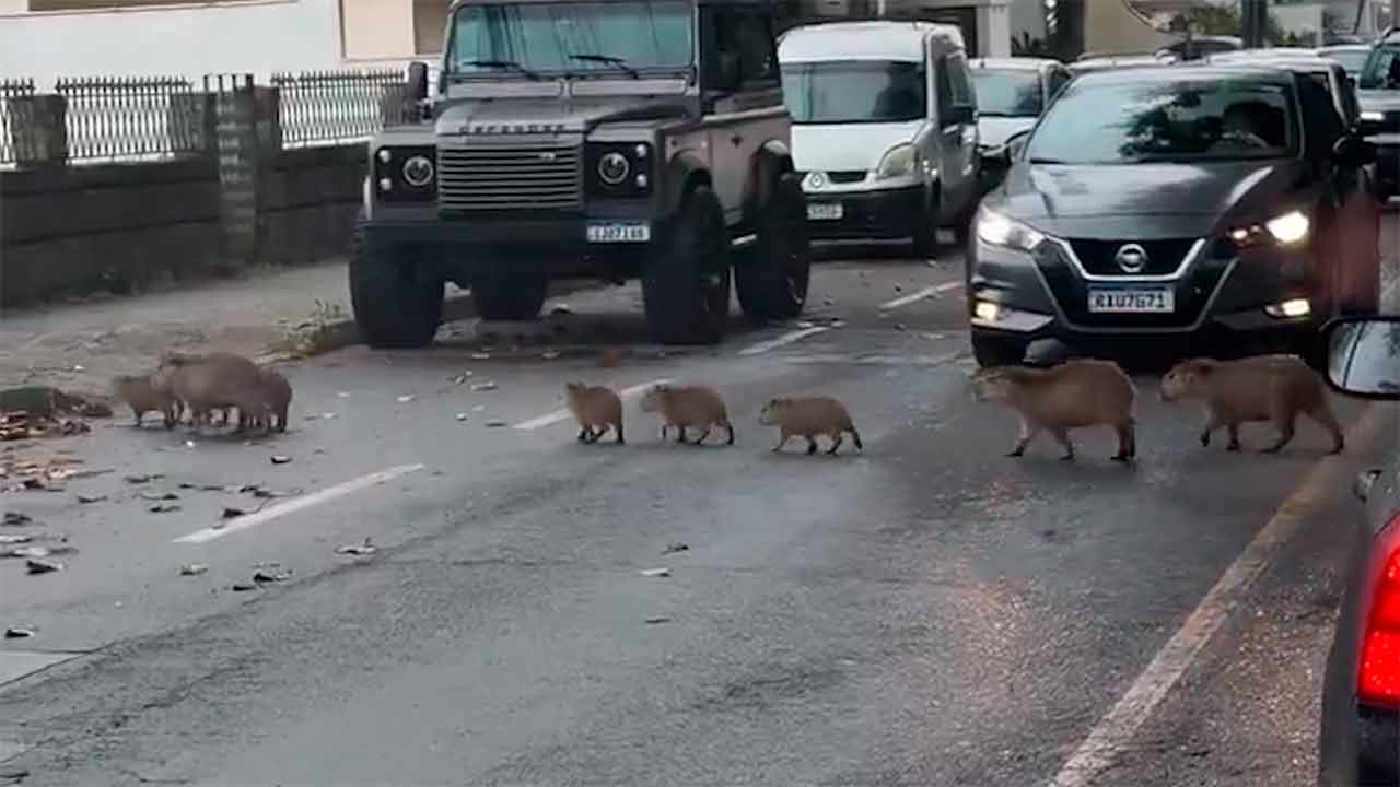 Trânsito parado por uma boa causa: capivaras atravessam avenida em fila e viralizam. X @ZAMENZA