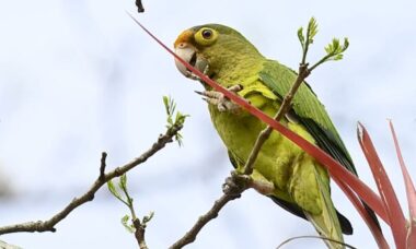 Traficante de animais que levava periquitos sedados dentro das calças é preso nos EUA