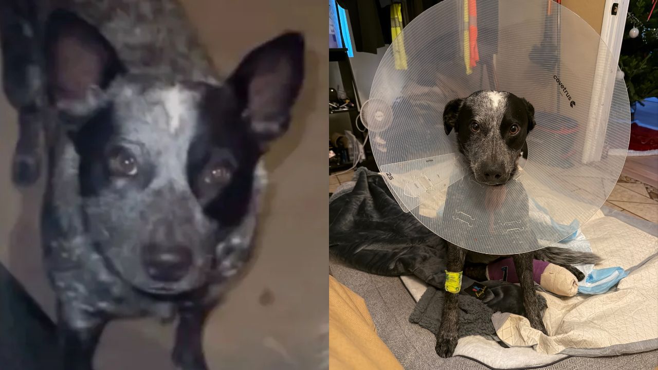 Cachorro é atropelado depois que ladrões deixaram o portão aberto e animal terá de amputar perna