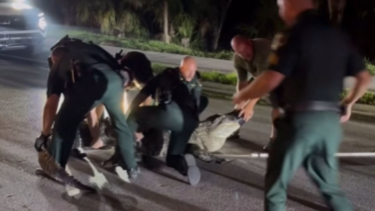 Policiais da Flórida são flagrados lutando para retirar um jacaré de uma via em vídeo assustador