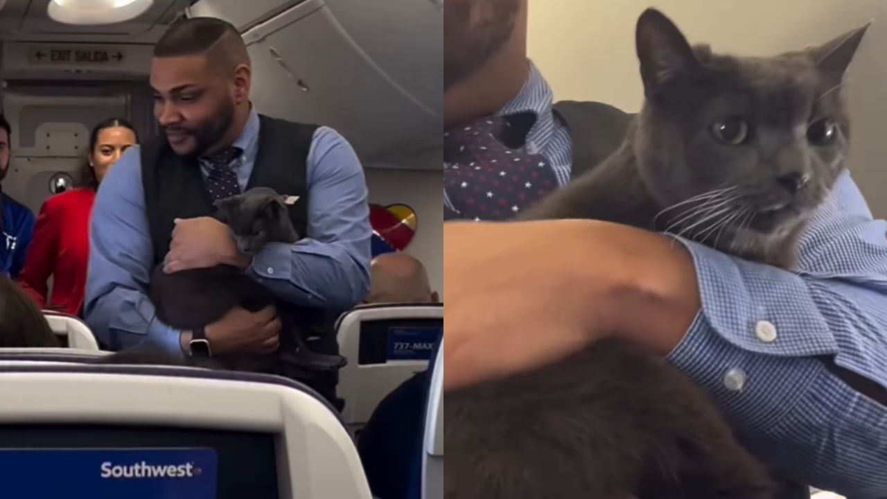 Gato foge de caixa de segurança em voo da Southwest Airlines e história viraliza nas redes sociais