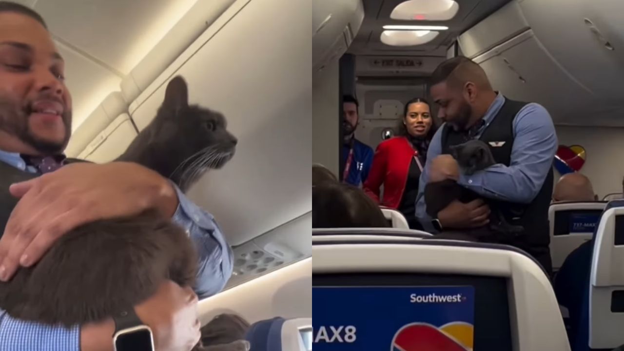 Cat escapes safety carrier on Southwest Airlines flight and story goes viral on social media
